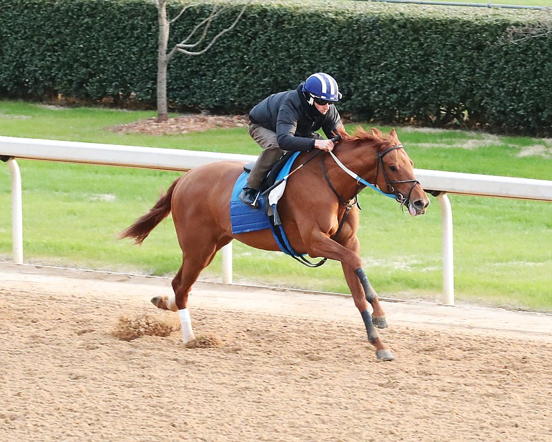 Red Route One works out Feb. 19 at Oaklawn. Red Route One is a probable Arkansas Derby starter. - Photo courtesy of Coady Photography