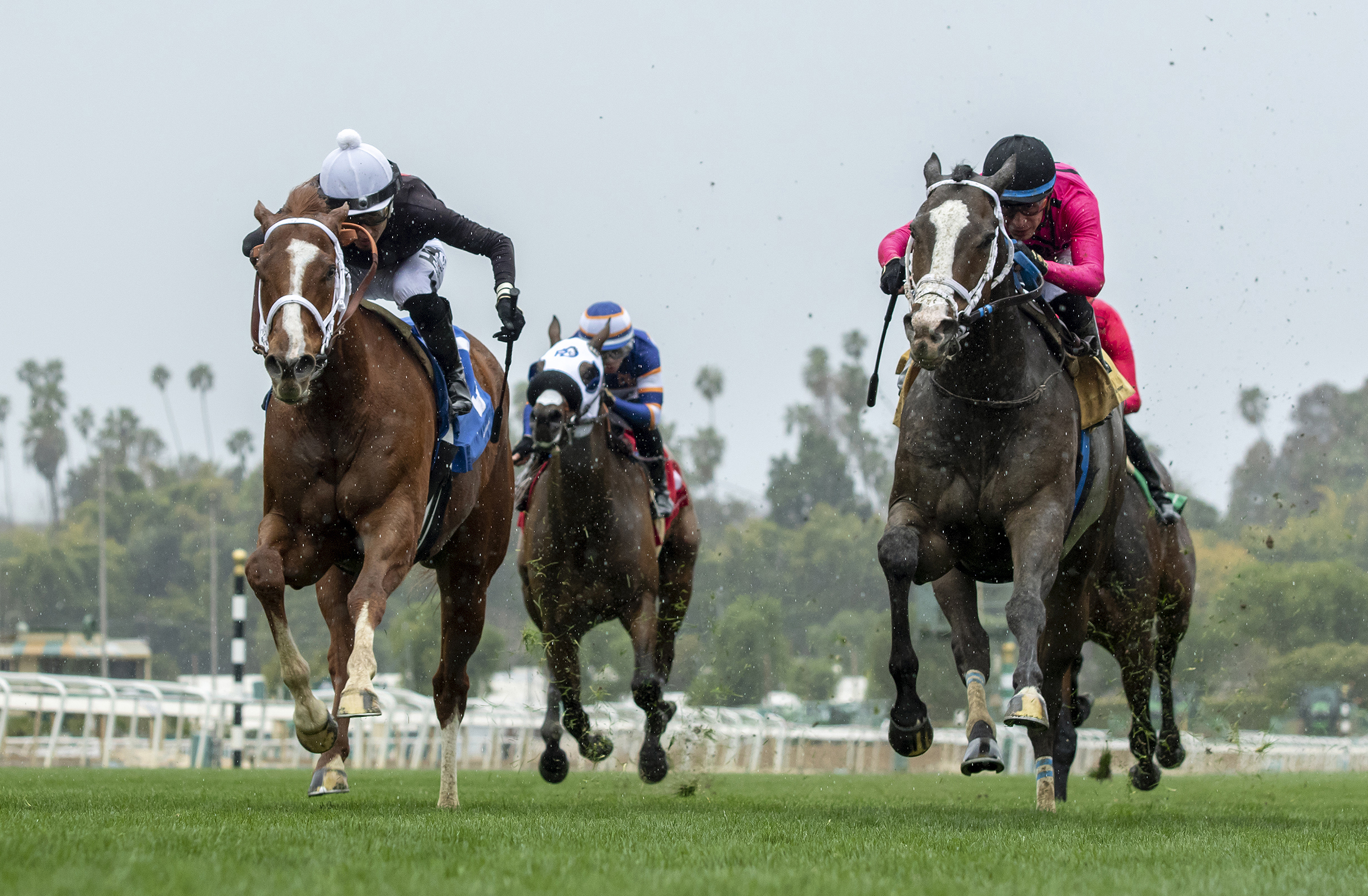 Horse racing's national anti-doping program starts - Vimarsana News