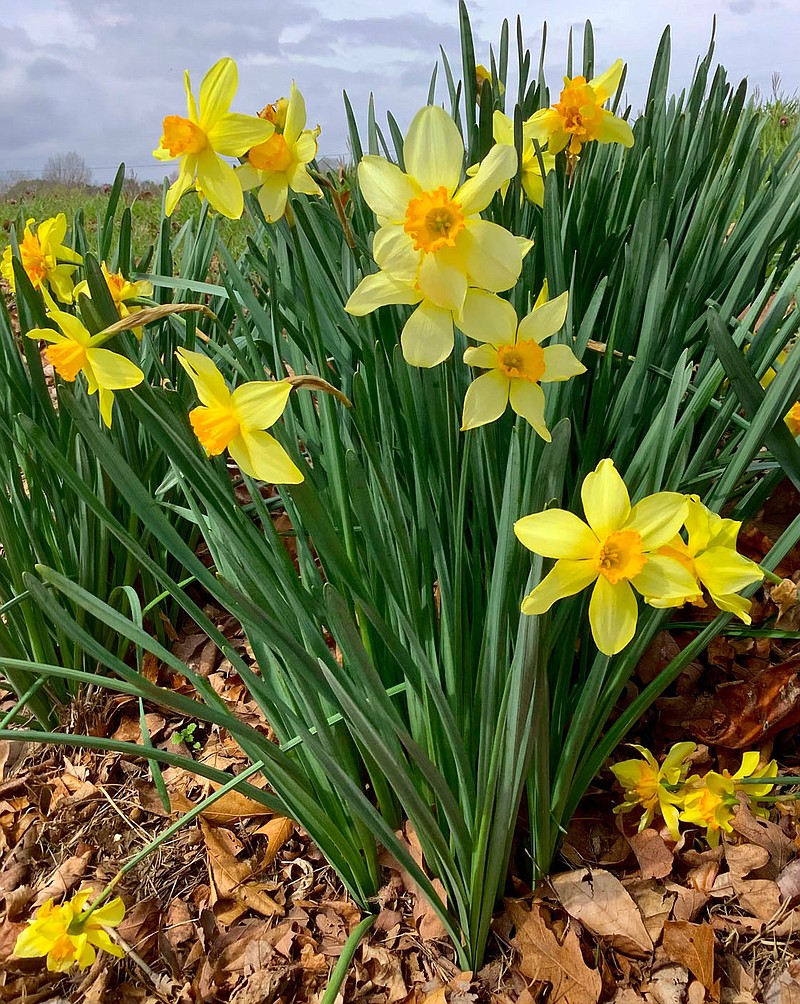 Randy Moll/Westside Eagle Observer
Daffodils bloom along a roadside on March 22 in Northwest Arkansas, The annual early spring blooms in pastures and along roads often indicate the past location of a farmhouse or rural home.