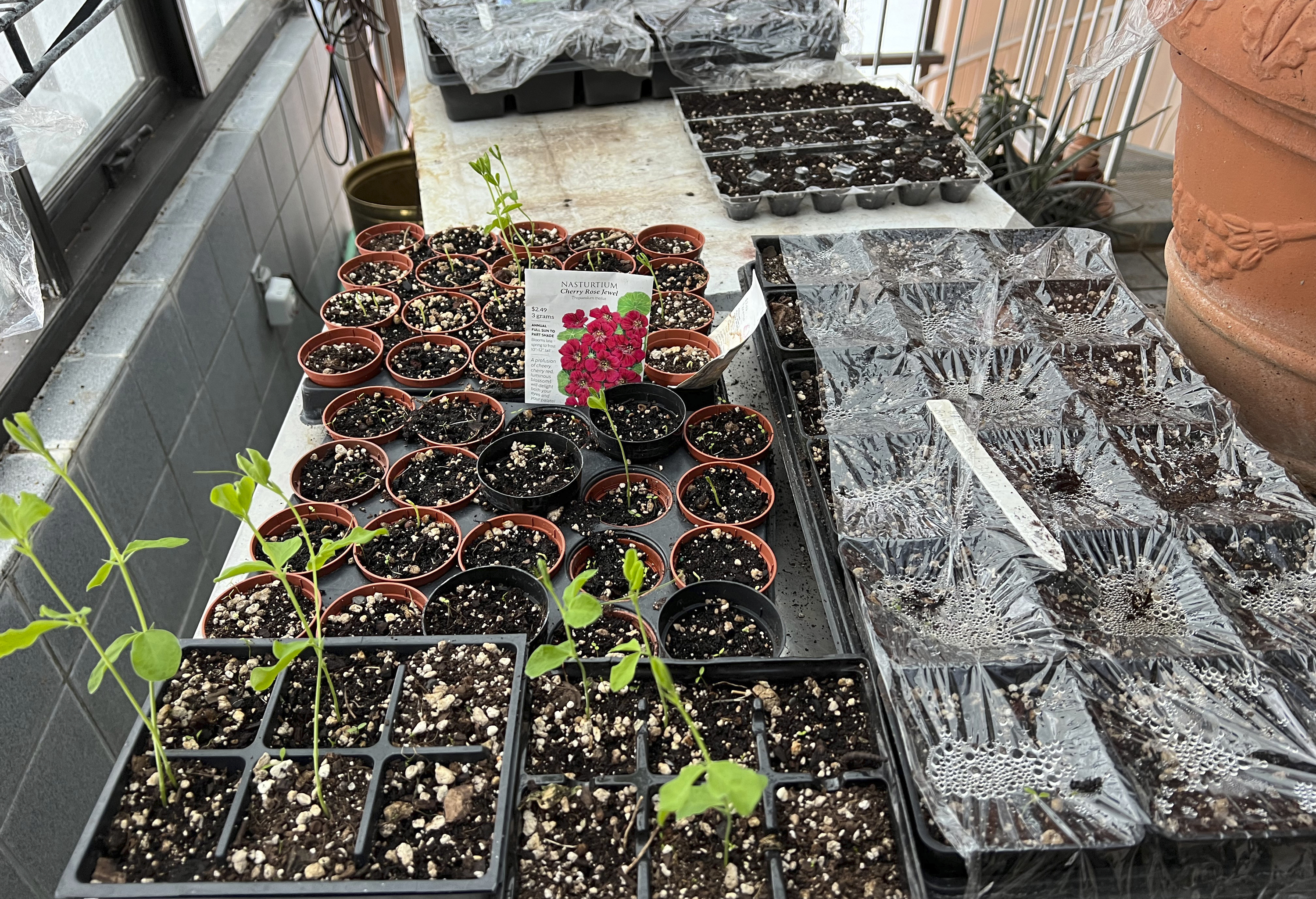 Planting a garden from seed is easy and can start now - Vimarsana News