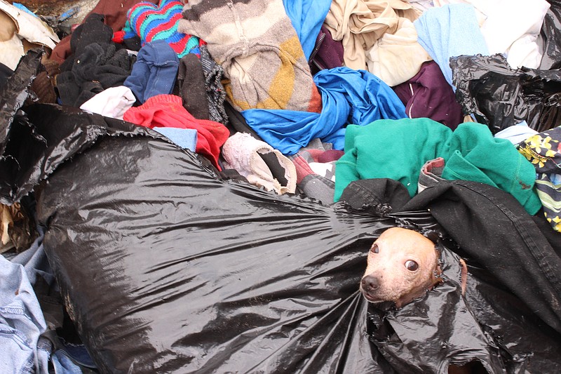 ‘Poor baby’ Store staff rescue pooch found in trash bin at Texarkana