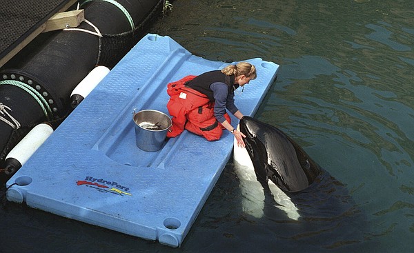 Bringing Lolita home How to release a longcaptive orca Bringing Lolita home How to release a longcaptive orca