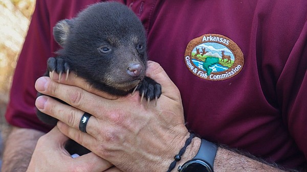 Black Bear cub litter may be a record