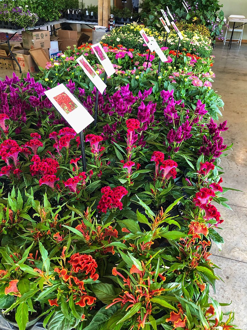 The Botanical Garden of the Ozarks will hold its annual BGO Plant Sale April 28-29. Guests can expect more than 20 local vendors selling a wide variety of plants, flowers, pottery, garden accents and art, and other products by local makers. BGO members get exclusive access to the sale from 5 to 8 p.m. April 28. The sale will open to the public from 9 a.m. to 4 p.m. April 29. Registration is not required. Admission is free. La Hacienda is hosting a “Pop-Up Fiesta” at the garden on both days, featuring street tacos on Friday and breakfast tacos on Saturday. Information: bgozarks.org.

(Courtesy Photos)