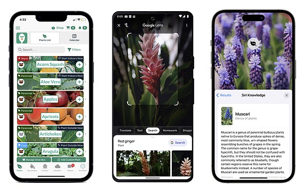 What's that bug? How to identify any plant or animal with your smartphone