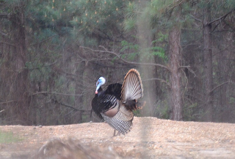 Two years following a good spring turkey hatch sees more mature gobblers showing up in the woods. (Special to The Commercial/Richard Ledbetter)