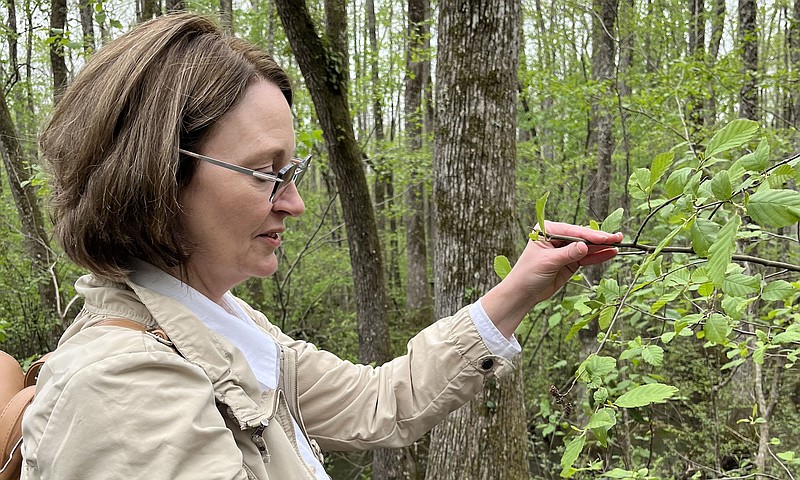 Author/illustrator Cathy Melvin stops to check out an alder shrub in the Lorance Creek Natural Area near Little Rock.
(Arkansas Democrat-Gazette/Sean Clancy)