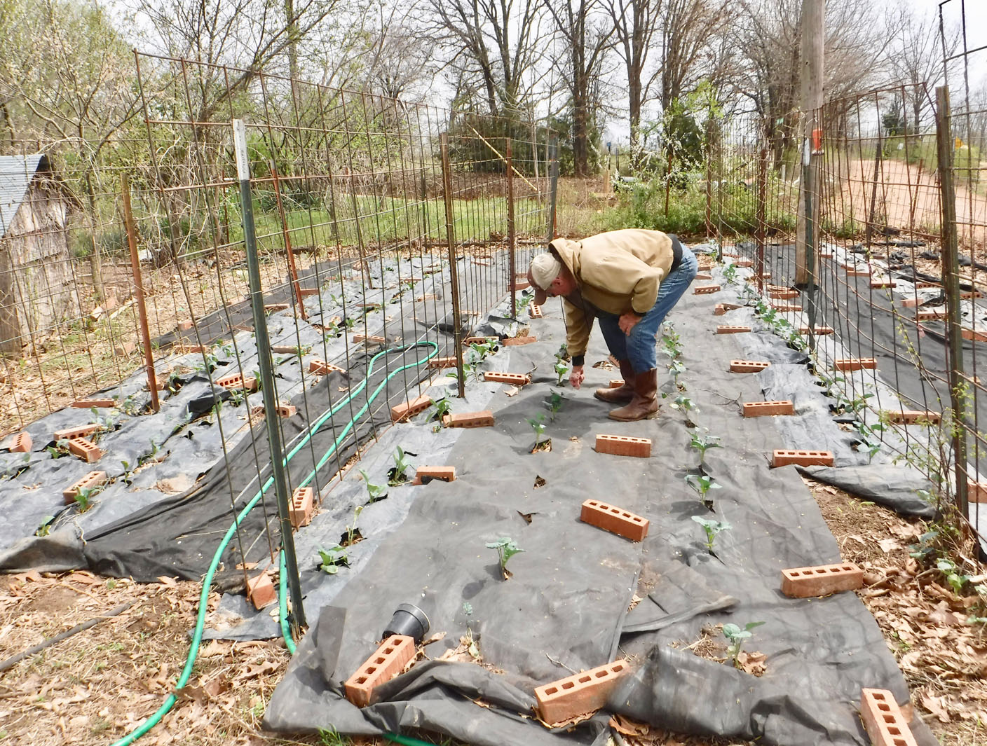How does your garden grow? Dewell Stewart prepares for Gravette Farmers