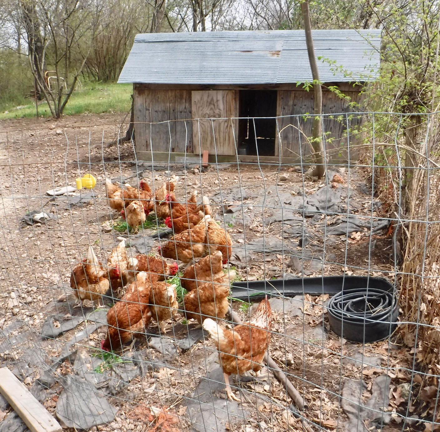 How does your garden grow? Dewell Stewart prepares for Gravette Farmers