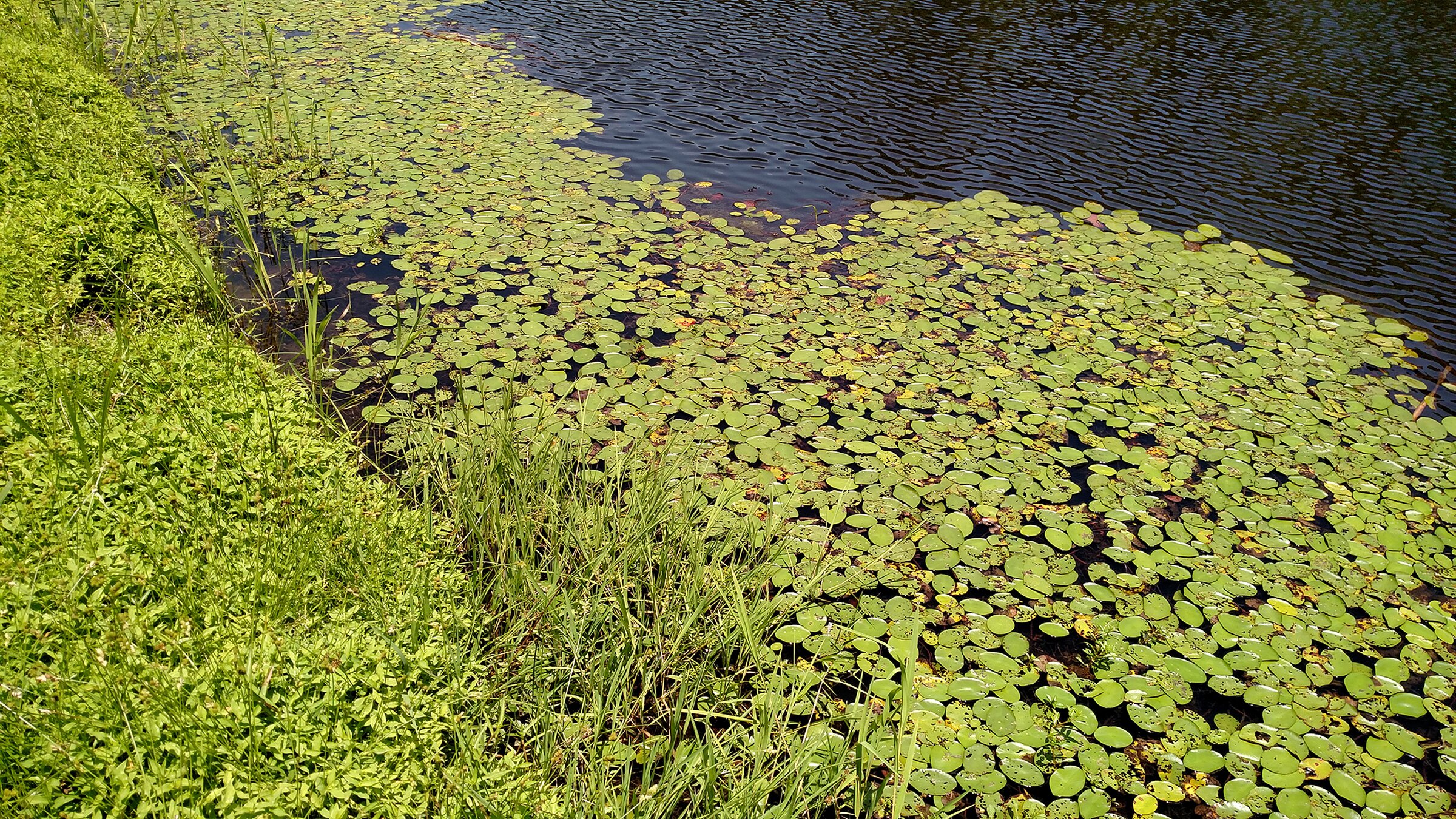 Time to manage pond’s waters