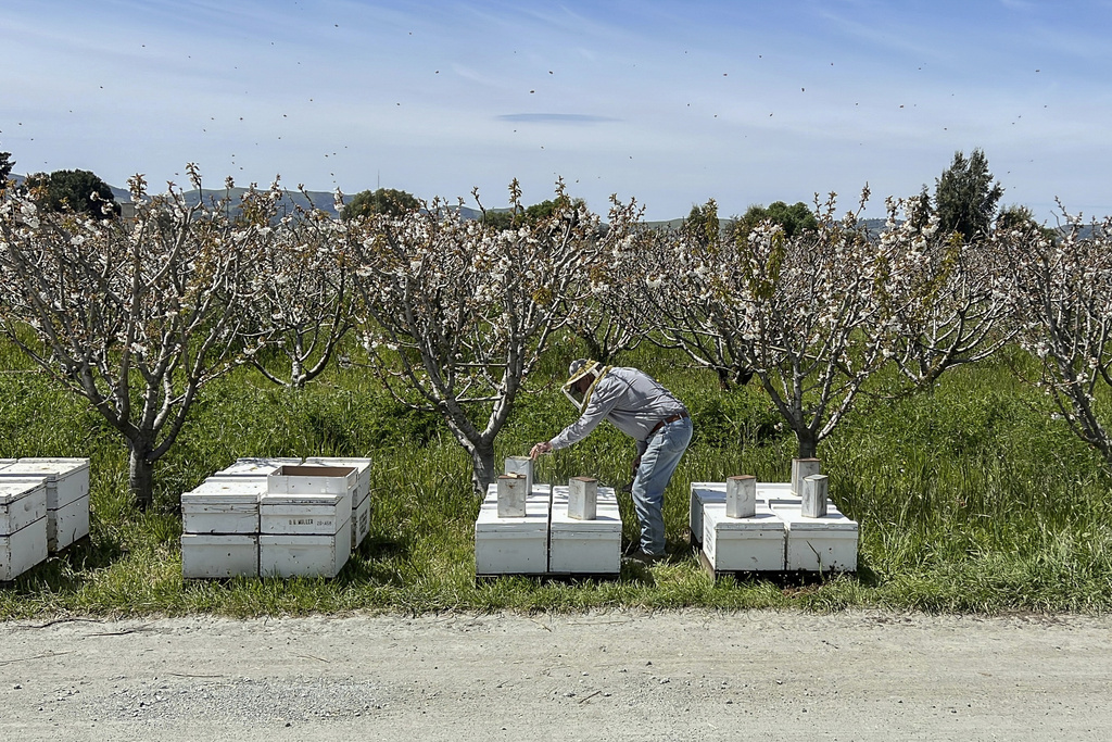 California storms hit beekeepers, but honey outlook's sweet - Vimarsana News
