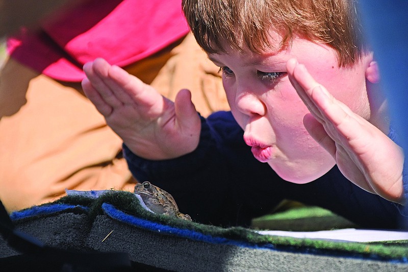 A frog is coached by tiny hands during the frog races at Conways Toad Suck Daze. Hop to Conway from May 5-7 for this unique event.

(Democrat-Gazette file photo)