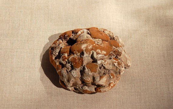 OPINION | Curtis Varnell: 'Mad stone' once believed to cure snake bite and more - Vimarsana News