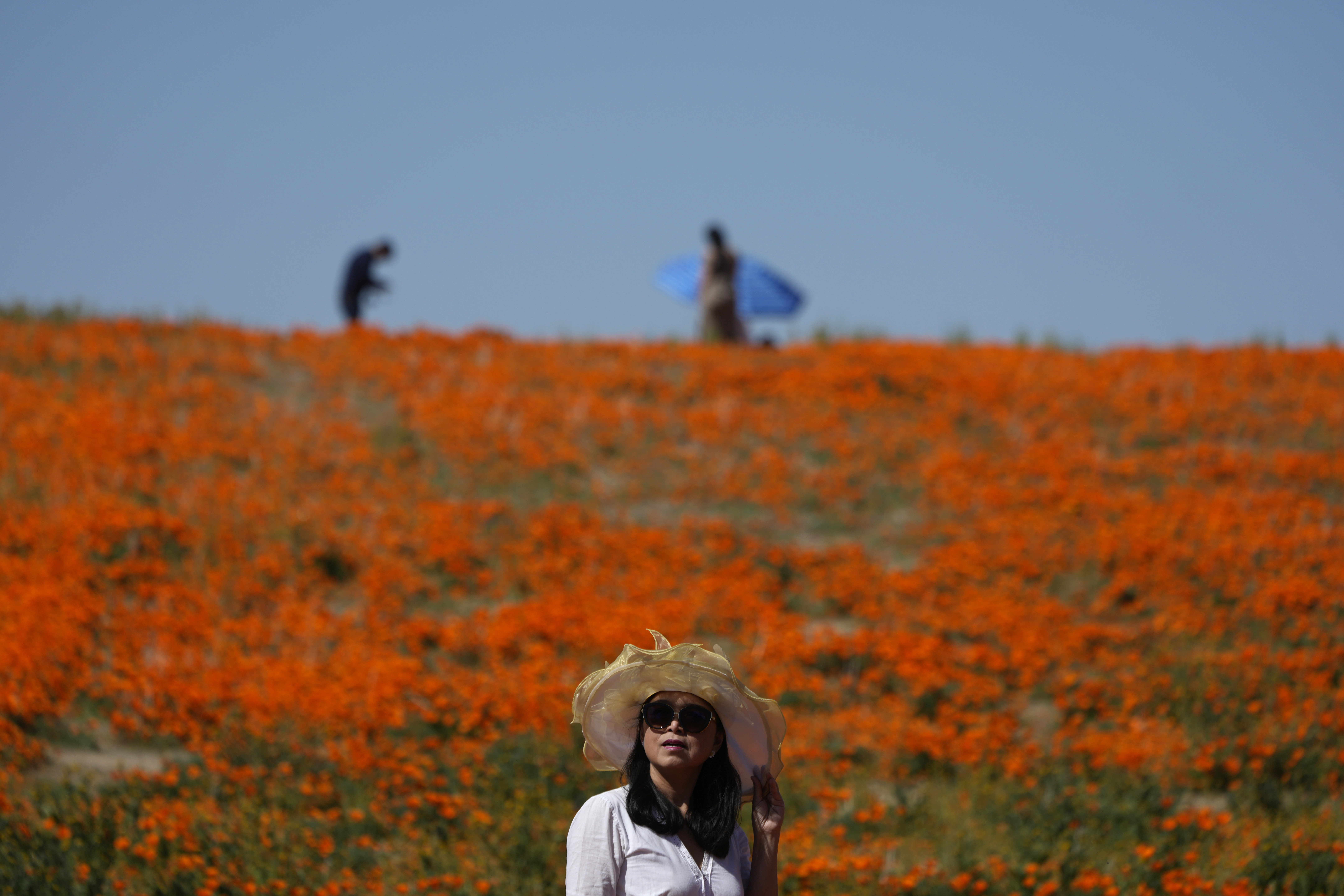 Wet winter gives way to colorful 'Superbloom' in U.S. West - Vimarsana News