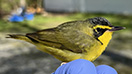 To jilt a mockingbird? Next state bird up in the air - Vimarsana News