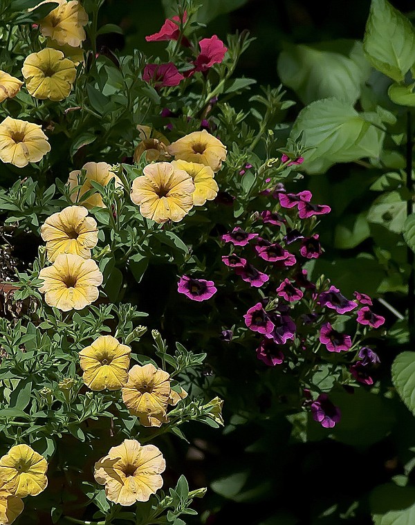 Garden Guy says Supertunia Honey pairs well with just about any color combo - Vimarsana News