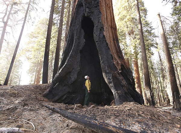 US inventory Old forests cover area larger than California US inventory Old forests cover area larger than California