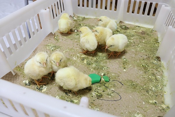 4-H youth members get hands on 38,000 chicks to learn skills - Vimarsana News