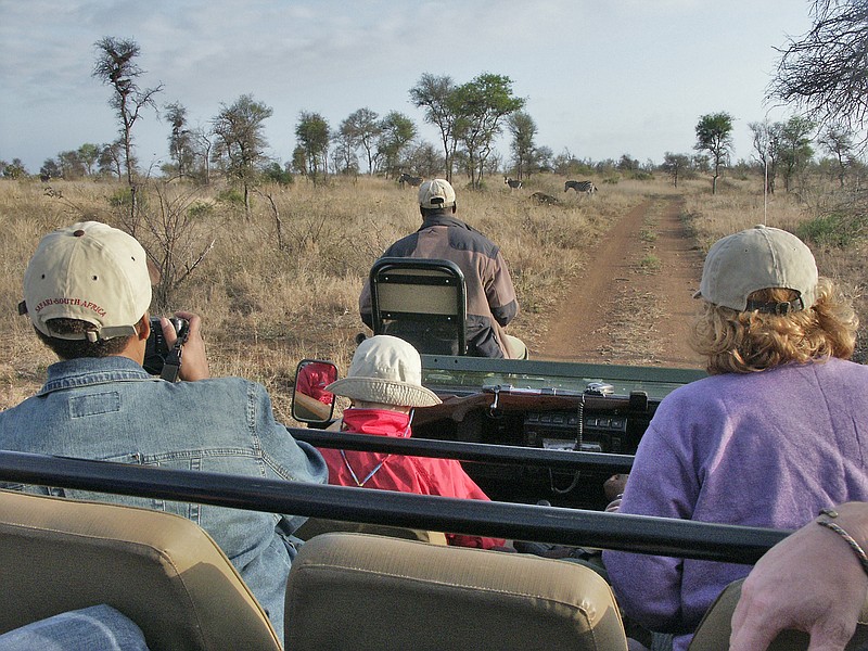 An early morning game drive looking for zebra, Okavango Delta, Botswana. (Steve Haggerty/TNS)