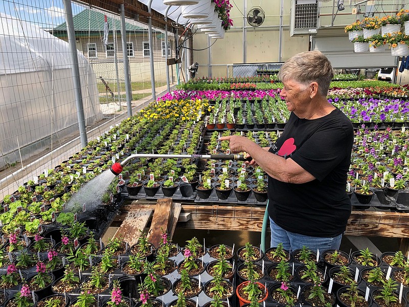 Joe Gamm/News Tribune photo: 
Debra Rademan, greenhouse manager for Central Missouri Master Gardeners, waters gardenias and other popular flowers late Friday morning, April 21, 2023.