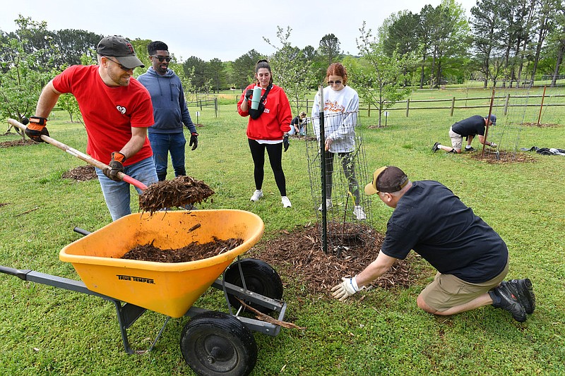 Chris Patterson (from left) spreads mulch Friday around fruit trees while volunteering with fellow Slim Chickens employees Brian Henry, Sara Scott, Marcy McNew and Brian Simowitz at Apple Seeds Teaching Farm in Fayetteville. Representatives from Slim Chickens spent the morning working at the facility that provides farm-to-table education and food to area school districts. Visit nwaonline.com/photo for todays photo gallery.

(NWA Democrat-Gazette/Andy Shupe)