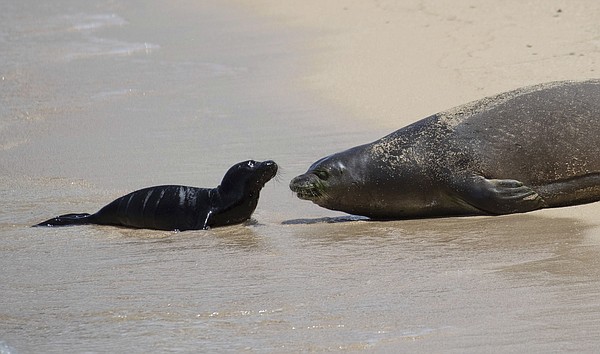 Beach birth: Hawaii blocks some Waikiki sands for seal pup - Vimarsana News