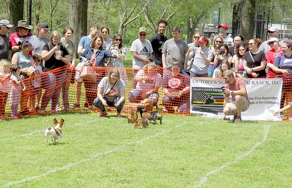 Dogwood Festival kicks off today in Siloam Springs Dogwood Festival kicks off today in Siloam Springs
