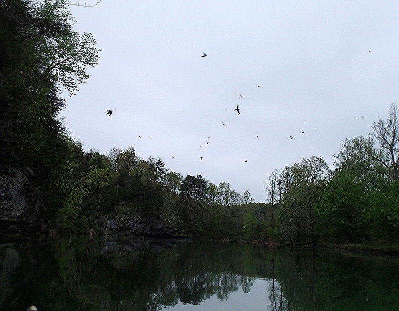 Cliff swallows can be seen by the hundreds, such as these on April 21, near certain bluffs on Beaver Lake and its tributaries.
(NWA Democrat-Gazette/Flip Putthoff)