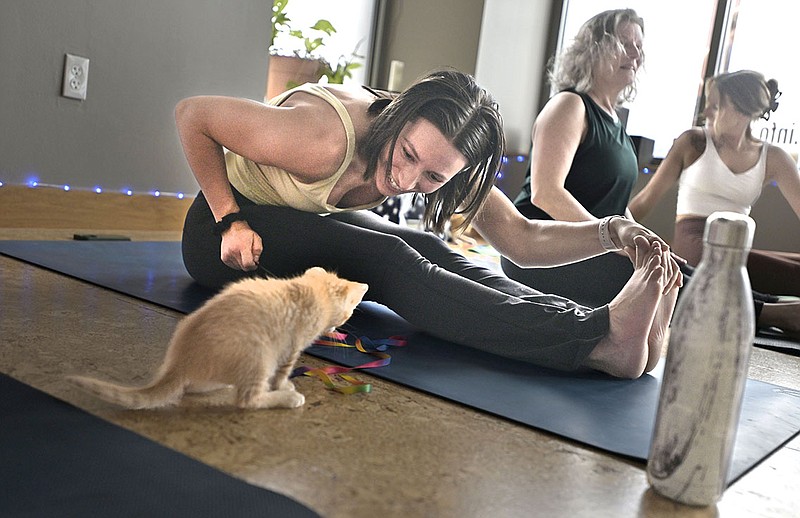 Laura McGehee plays with a cat while stretching, Friday, May 5 2023 during a yoga class at Yoga Story in Bentonville. Yoga Story held a kitten yoga class to benefit the Mew Cat Rescue. Mew provided seven cats for attendees to pet and play with in between yoga stretches. ‘We always want to encourage people to have a playful approach to their practice and their life, so doing yoga with kittens is a good source of stress relief and good feeling brain chemicals, said Lynn Hill who owns the studio. The rescue is acquiring over 150 new cats in a month, and they are seeking loving new homes for them. Visit nwaonline.com/photos for today's photo gallery.

(NWA Democrat-Gazette/Charlie Kaijo)