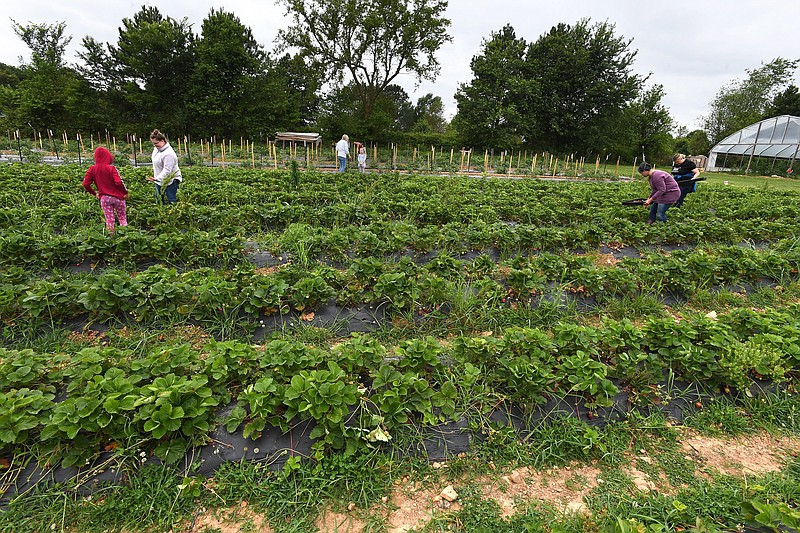 People pick strawberries Wednesday June 10, 2020 at Appel Farms in Springdale.  (NWA Democrat-Gazette/J.T. Wampler)