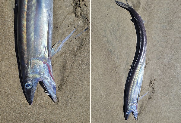 'Freaky-looking' fanged fishes found on Oregon beaches - Vimarsana News