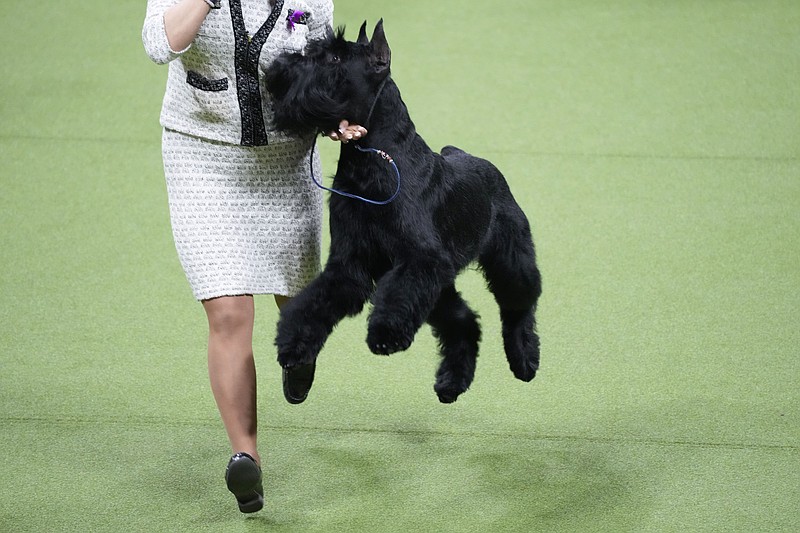 Monty, a giant schnauzer, competes in the working group during the 147th Westminster Kennel Club Dog show, Tuesday, May 9, 2023, at the USTA Billie Jean King National Tennis Center in New York. Monty won best in working group. (AP Photo/Mary Altaffer)