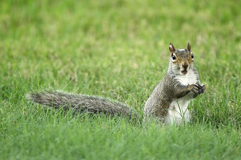 Squirrel hunting season approaches in Arkansas The Arkansas Democrat