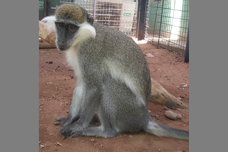 In this undated photo released by Sara Abdalla, director of the zoological park at the University of Khartoum, a vervet monkey is pictured inside its enclosure in Khartoum, Sudan. The animal is one of dozens feared dead or missing inside the park in Sudan's capital after intense fighting made the location unreachable. (Sara Abdalla via AP)