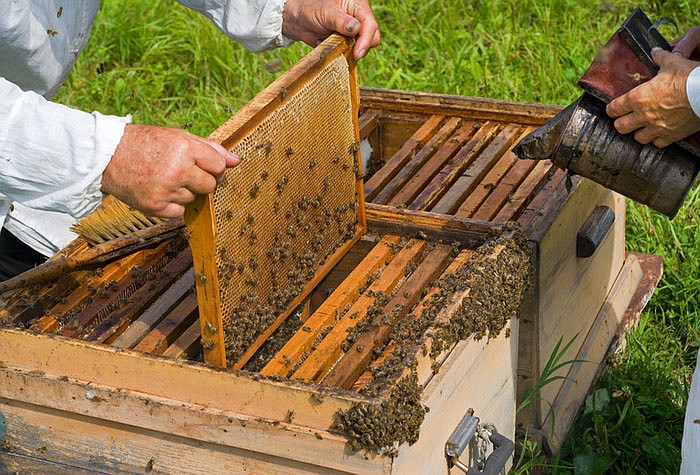 Hobbs State Park-Conservation Area will host a beekeeper program at 2 p.m. today at the parks visitor center, 20201 E. Arkansas 12 in Rogers. The program is free and open to the public. Two members of the Northwest Arkansas Beekeepers Association, Mel Zabecki and Scott Brinker, will discuss beekeeping, including common mistakes many  beekeepers make. With 30 years of beekeeping experience between them, Zabecki and Brinker will talk about their favorite things about beekeeping (like the amazing life of bees and the sweet reward of honey). They will bring tools of the trade, and if weather permits, bees. Information: (479) 789-5000.
(Courtesy Photo)