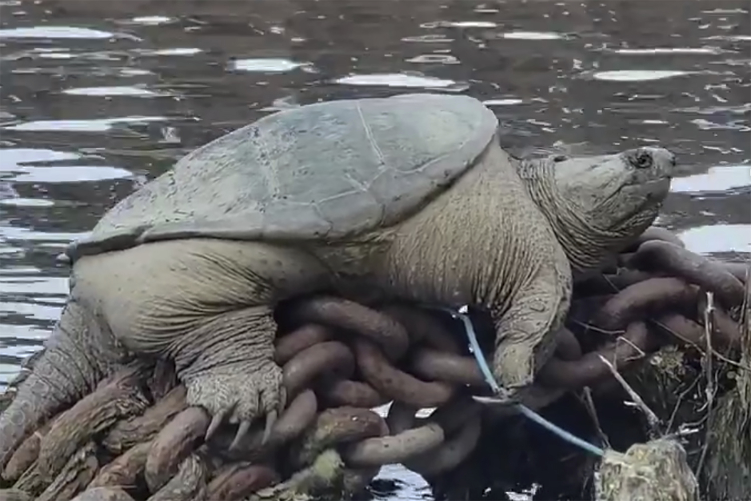 WATCH | 'Chonkosaurus,' plump Chicago snapping turtle captured on video, goes viral - Vimarsana News