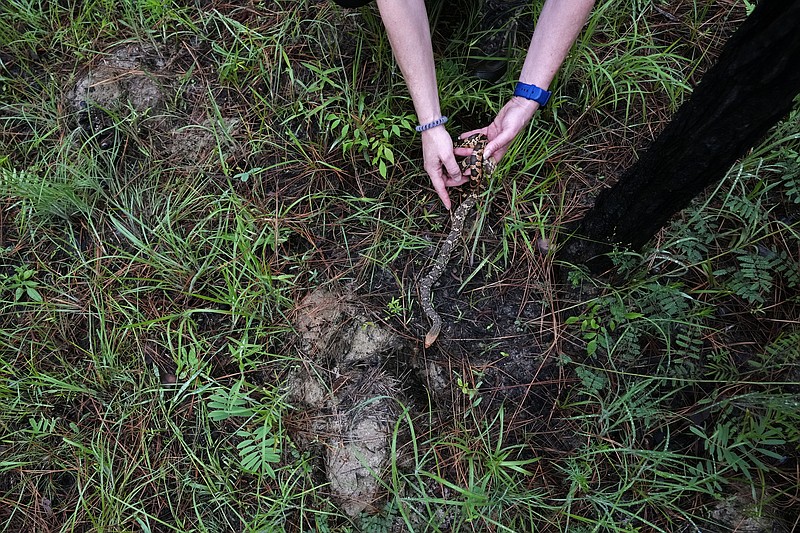 Memphis 'snake factory' transplants slither into their new home in  Louisiana