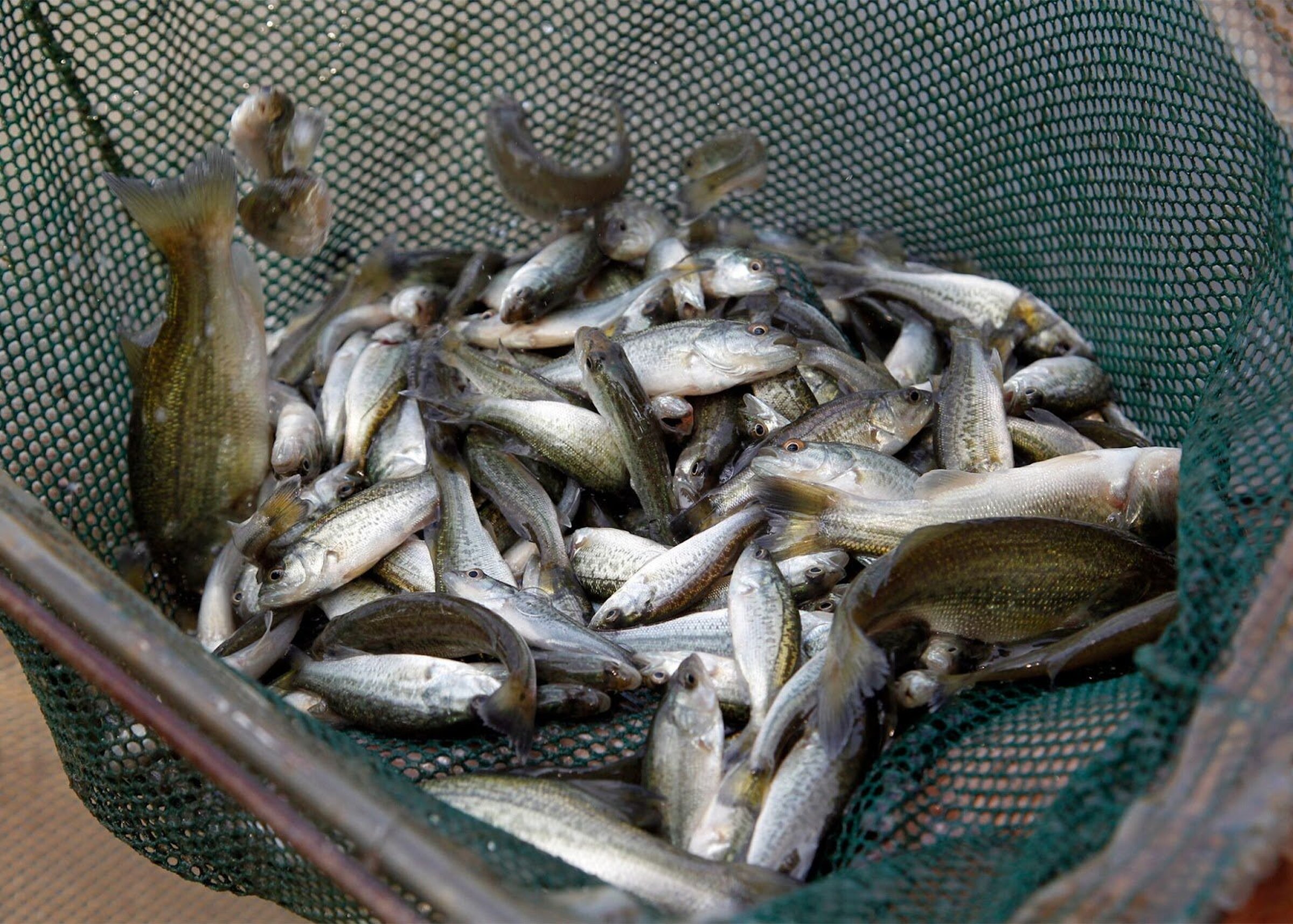 Time to stock ponds, says UAPB specialist