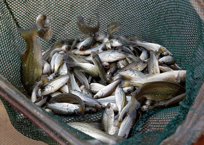 Largemouth bass fingerlings are shown. More than 2.2 million Florida largemouth bass and more than 616,000 northern largemouth bass were stocked by Arkansas Game and Fish Commission personnel in 2021. (Special to The Commercial/Arkansas Game & Fish Commission)