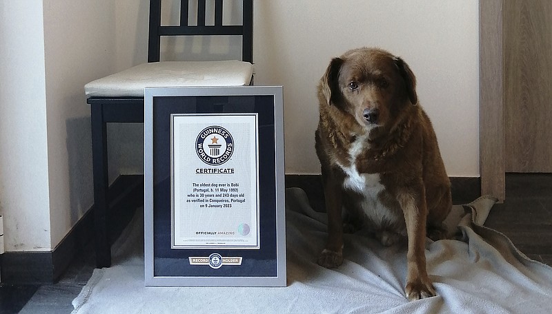This 2023 image provided by Guinness World Records shows Bobi in Conqueiros, Portugal. Guinness World Records says the world&#x2019;s oldest dog recently celebrated his 31st birthday. Bobi's owner says a party was held Saturday, May 13, 2023 for the purebred Rafeiro do Alentejo, a breed of Portuguese dog. (Guinness World Records via AP)