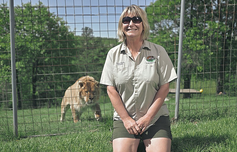 Turpentine Creek Founder and Owner Tanya Smith poses for a portrait with Kayro, a male li-liger, Wednesday, May 3 2023 at the Turpentine Creek Wildlife Refuge in Eureka Springs. A li-liger is the offspring of a lion and a tiger. A big cat refuge in Tampa, Florida - made famous by the Tiger King series - is sending all of their cats to Turpentine because of how well Turpentine operates. Visit nwaonline.com/photos for today's photo gallery.

(NWA Democrat-Gazette/Charlie Kaijo)