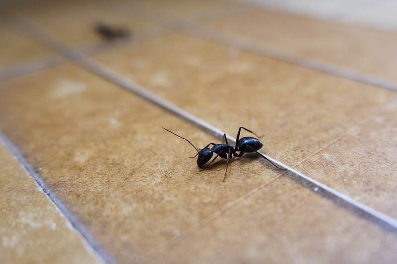 If you're hoping to keep ants outside this summer, here are some ways you can do so. (Dreamstime/TNS)