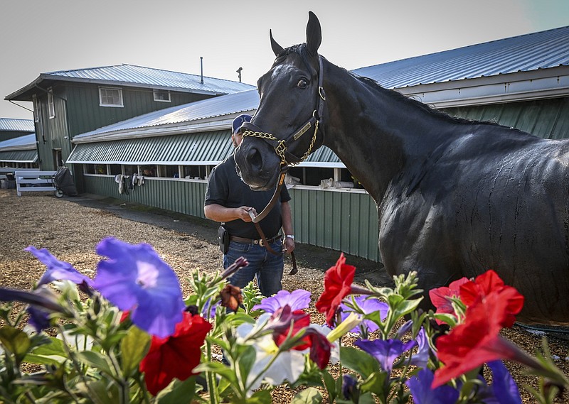 Preakness contender First Mission is groomed after working out on the Pimlico track Tuesday morning, May 16, 2023, in Baltimore, in preparation for Saturday's Preakness Stakes horse race. (Jerry Jackson/The Baltimore Sun via AP)