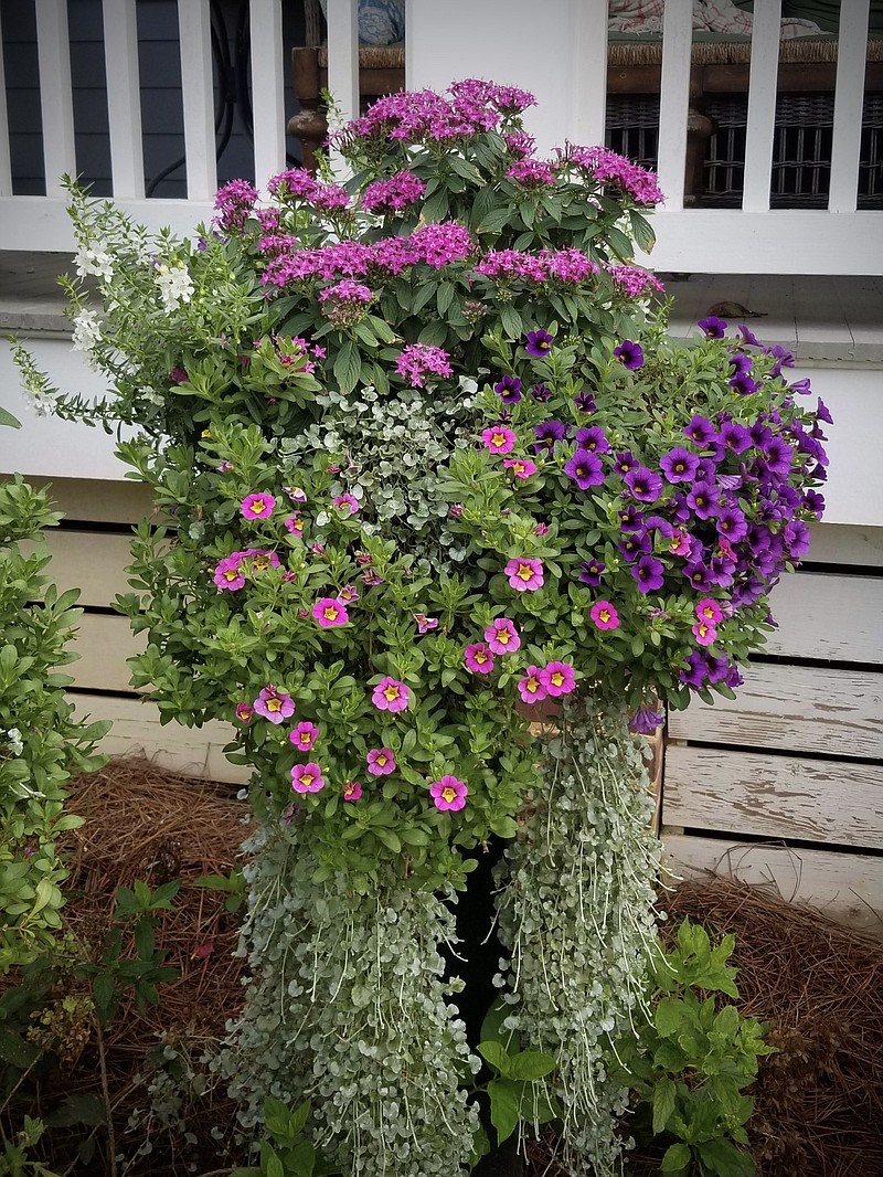 This floating border column basket has its pole of support covered by long trails of Silver Falls dichondra. Supertunia petunias, Superbells calibrachoas and Sunstar pentas make colorful partners. (Norman Winter/TNS)