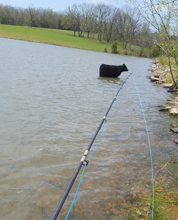 Courtesy of Missouri Department of Conservation
Jefferson City's John Goad was fly fishing at Frieda Lake in Crawford County May 8 when a yearling cow walked into the water. Goad said it wasn't until after the cow entered the water when he started having luck reeling in fish — ultimately catching his state record.