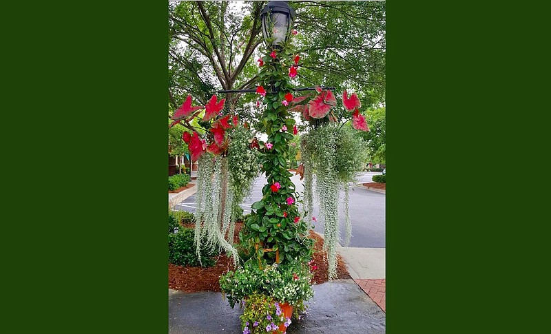 Silver Falls dichondra trails in artistic fashion from these lamppost baskets also planted with Heart to Heart, Fast Flash caladiums and Snow Princess sweet alyssum. (TNS/Norman Winter)