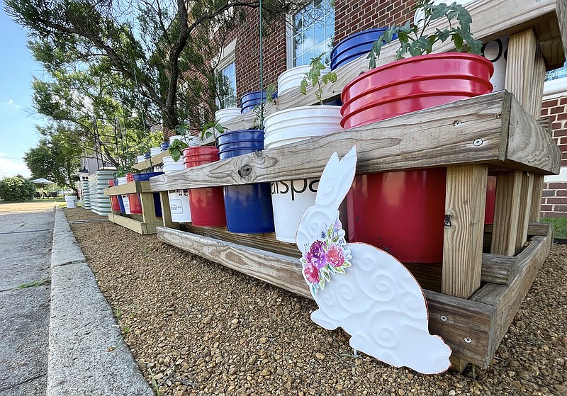 The little white rabbit has found a home right in front of the Little Rabbit Garden at the Atlanta Library. Does the rabbit know that over his head are 30 buckets already planted with growing vegetables? He does. Photo by Neil Abeles.