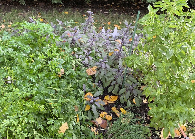 Parsley, sage, basil and chives grow in a raised bed herb garden in Glen Head, N.Y. (Jessica Damiano via AP)(Jessica Damiano via AP)