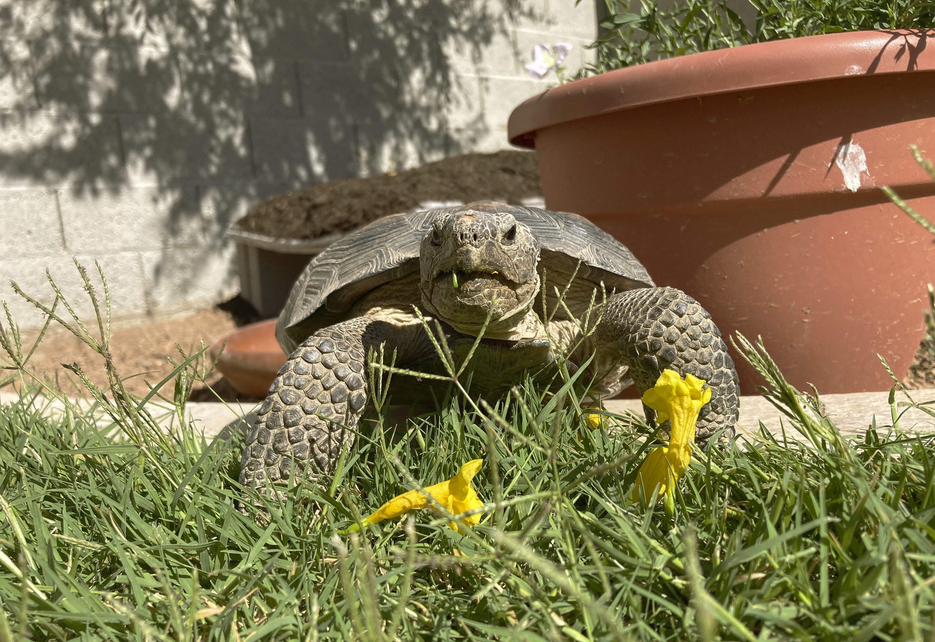 Desert tortoise makes a surprisingly social and zippy pet - Vimarsana News