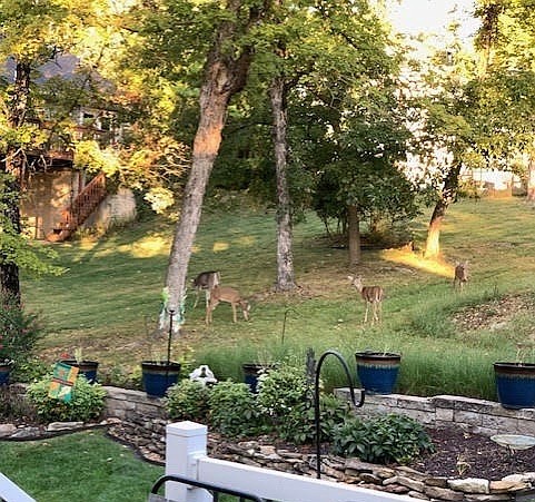 Roaming deer antagonize Jefferson City gardeners - Vimarsana News